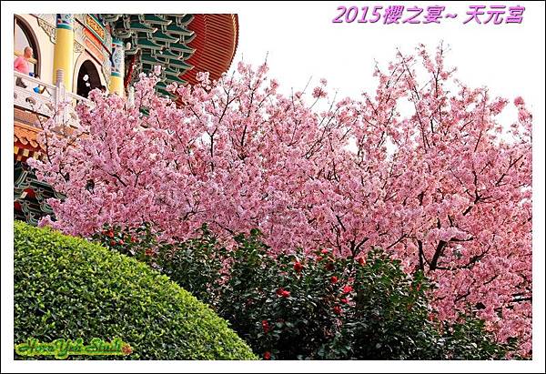 2015櫻之宴~天元宮07.jpg