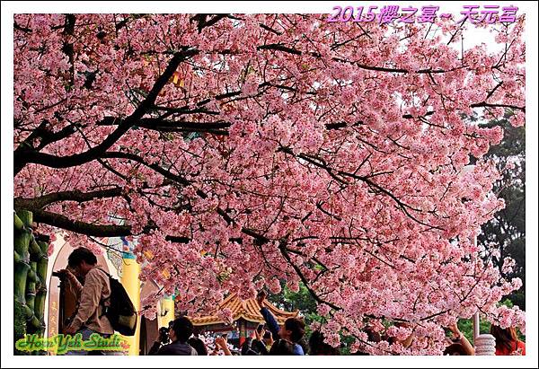 2015櫻之宴~天元宮08.jpg