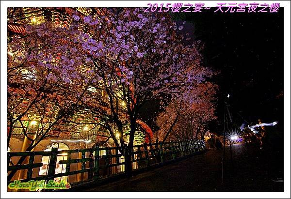 2015櫻之宴~天元宮夜之櫻03.jpg