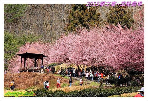 2015櫻之宴~武陵農場20.jpg