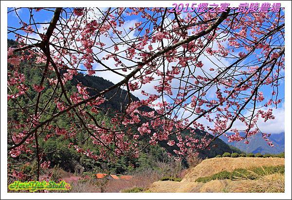 2015櫻之宴~武陵農場22.jpg