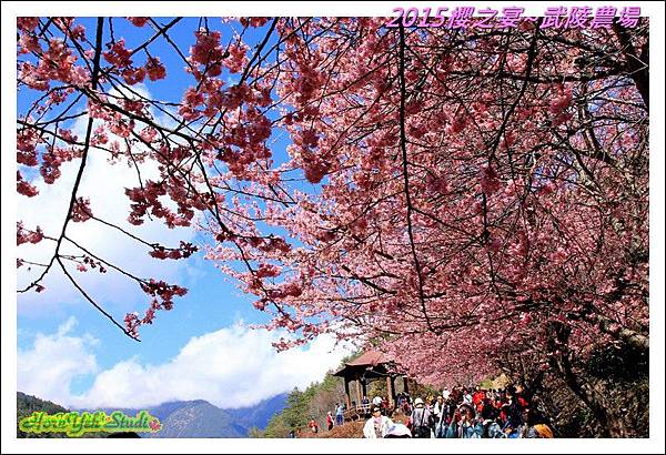 2015櫻之宴~武陵農場23.jpg