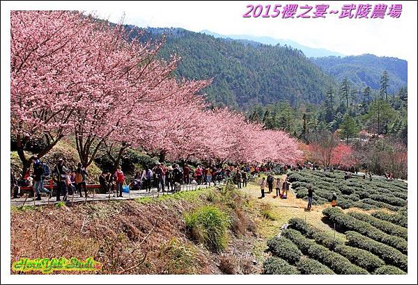 2015櫻之宴~武陵農場25.jpg