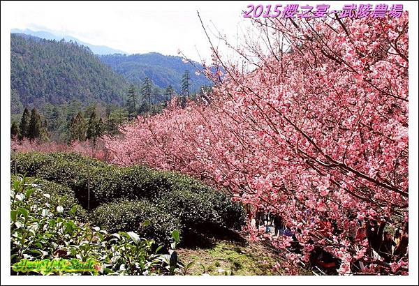2015櫻之宴~武陵農場28.jpg