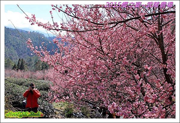 2015櫻之宴~武陵農場30.jpg