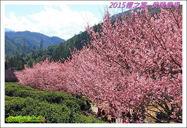 2015櫻之宴~武陵農場31.jpg