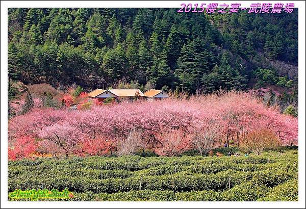 2015櫻之宴~武陵農場33.jpg