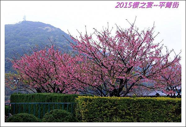 2015櫻之宴~平菁街01.JPG