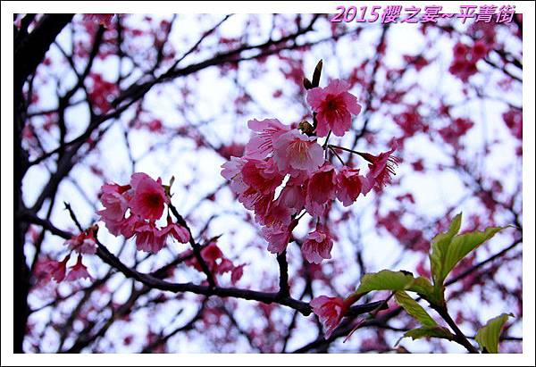 2015櫻之宴~平菁街02.JPG