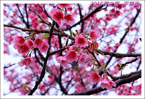 2015櫻之宴~平菁街03.JPG