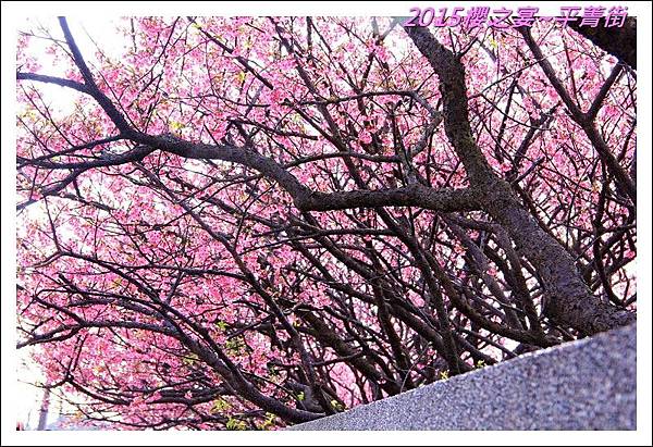 2015櫻之宴~平菁街06.JPG