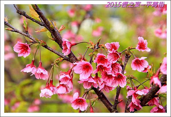2015櫻之宴~平菁街07.JPG