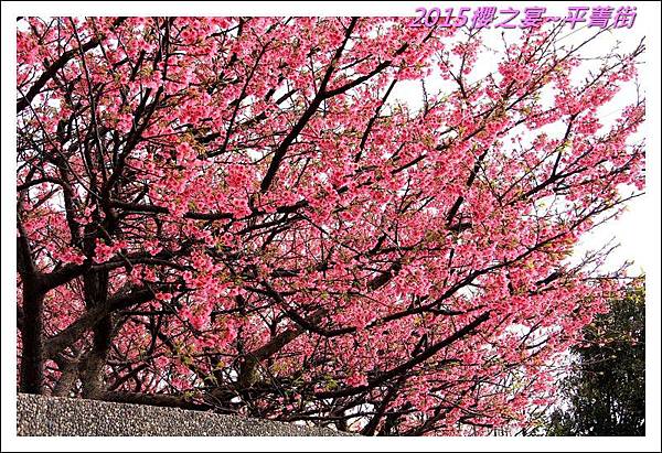2015櫻之宴~平菁街08.JPG
