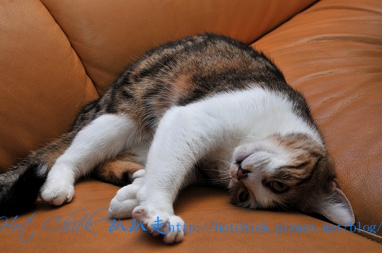 cherry02.jpg cherry02.jpg