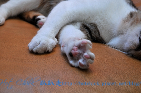 cherry03.jpg cherry03.jpg