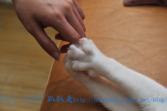 cherry04.jpg cherry04.jpg