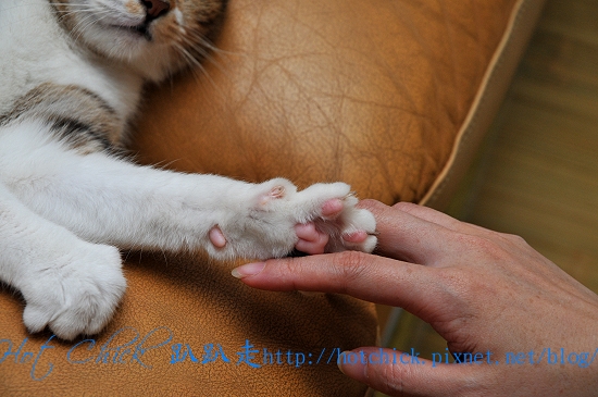 cherry05.jpg cherry05.jpg