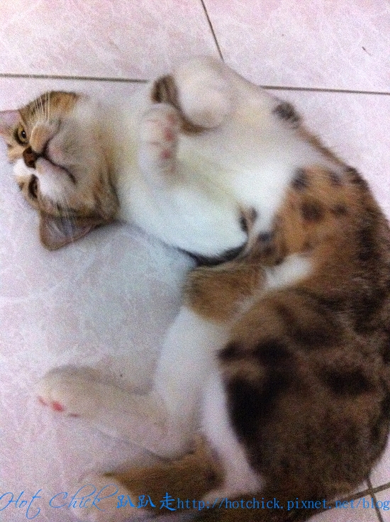 cherry06.jpg cherry06.jpg