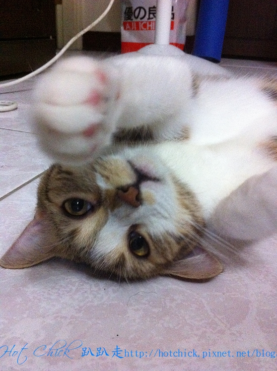 cherry07.jpg cherry07.jpg