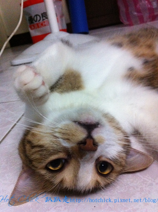 cherry08.jpg cherry08.jpg