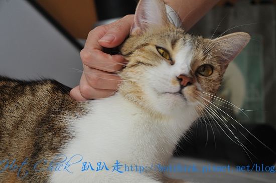 cherry03.jpg cherry03.jpg