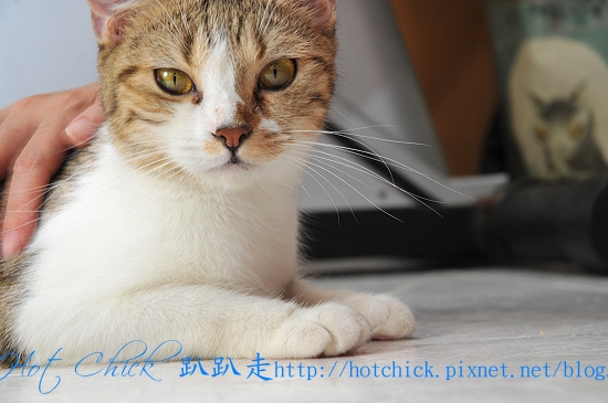 cherry04.jpg cherry04.jpg