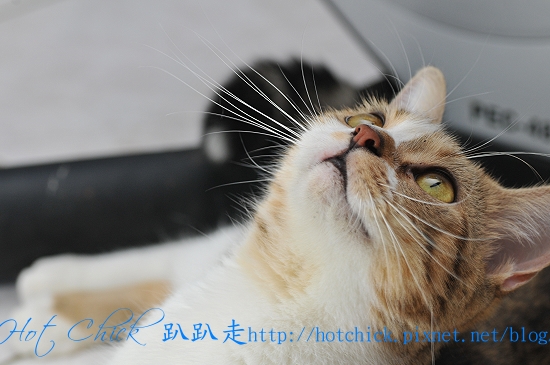 cherry06.jpg cherry06.jpg