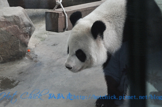 1103bear01.jpg 1103bear01.jpg