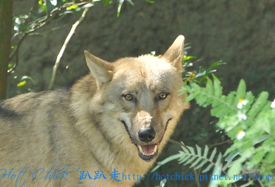 1031wolf01.jpg 1031wolf01.jpg
