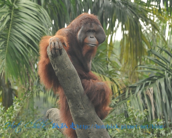 orang01.jpg orang01.jpg