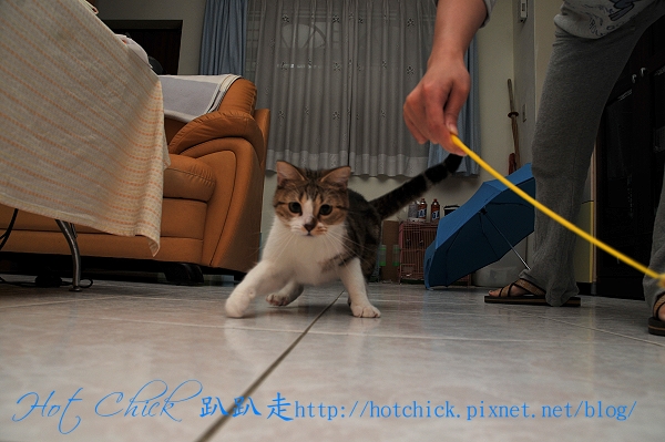 cherry01.jpg cherry01.jpg