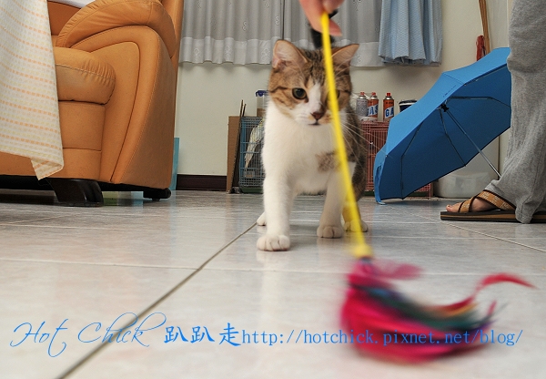 cherry02.jpg cherry02.jpg