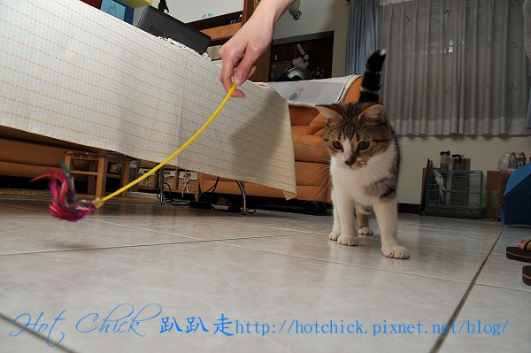 cherry03.jpg cherry03.jpg