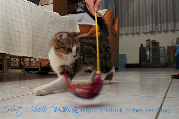 cherry04.jpg cherry04.jpg