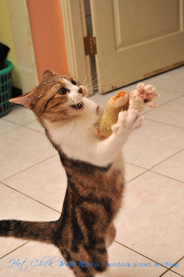 ducky04.jpg ducky04.jpg