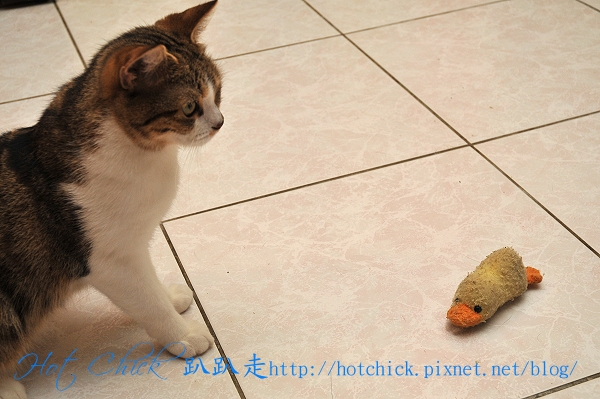 ducky07.jpg ducky07.jpg