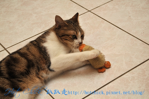 ducky08.jpg ducky08.jpg