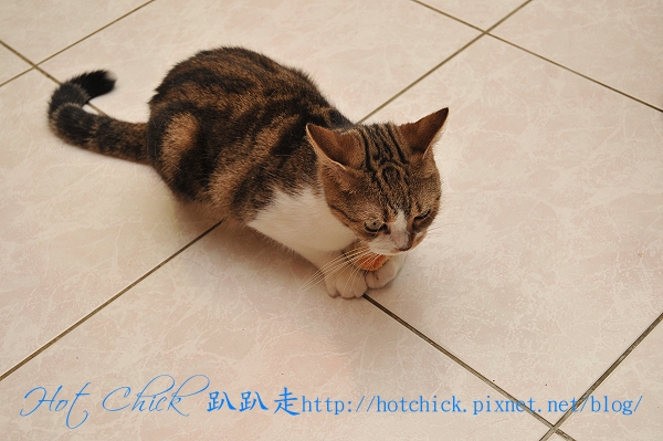 ducky09.jpg ducky09.jpg