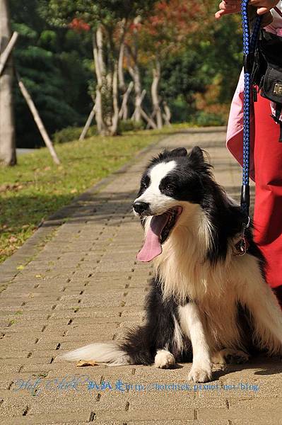 mapdog01.jpg mapdog01.jpg