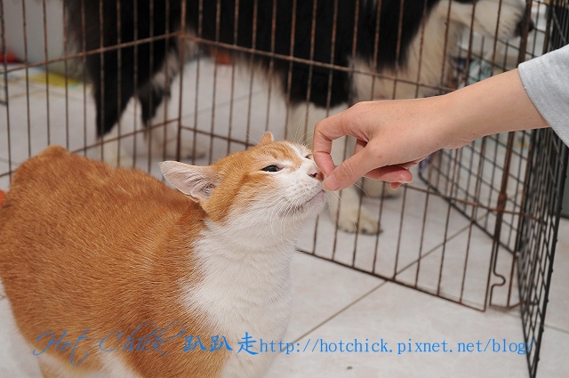 cat01.jpg cat01.jpg