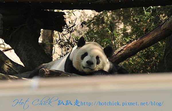 panda01.jpg panda01.jpg