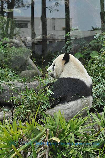 panda02.jpg panda02.jpg