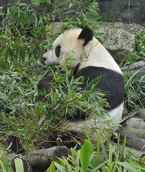 panda03.jpg panda03.jpg