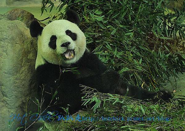 panda06.jpg