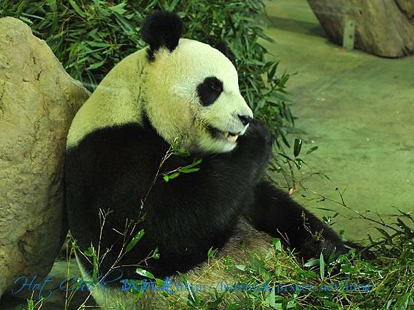 panda07.jpg panda07.jpg