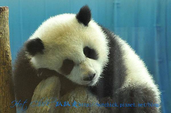 panda10.jpg panda10.jpg