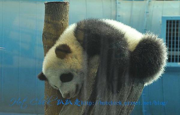 panda11.jpg