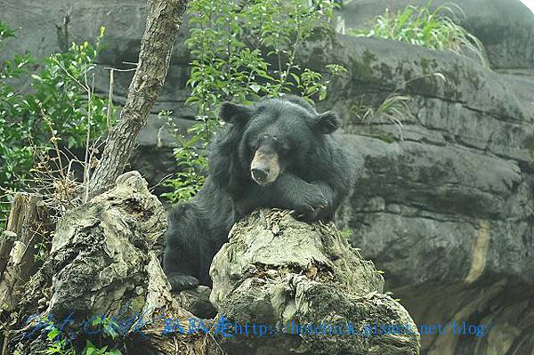 bear01.jpg bear01.jpg