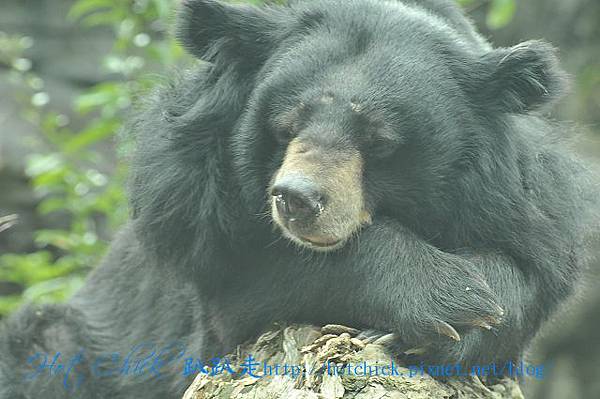 bear02.jpg bear02.jpg