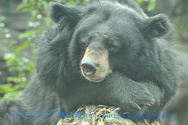 bear03.jpg bear03.jpg